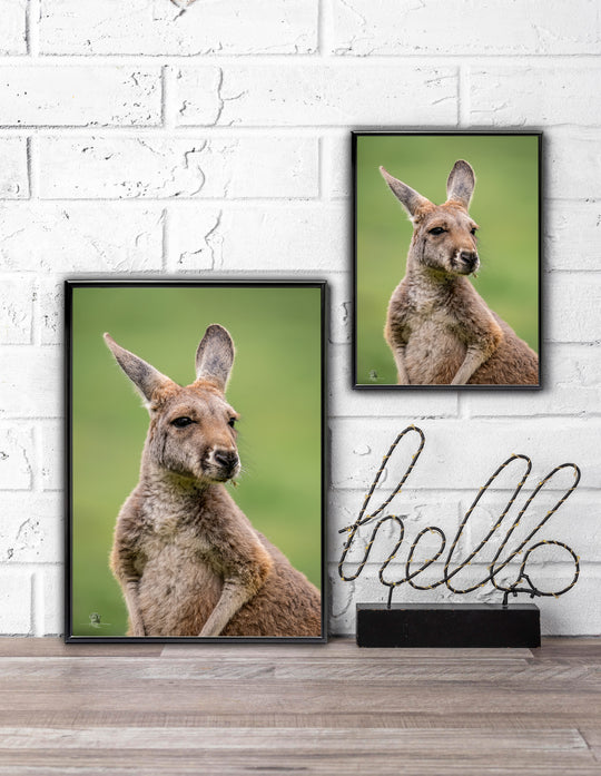 Kangaroo Portrait