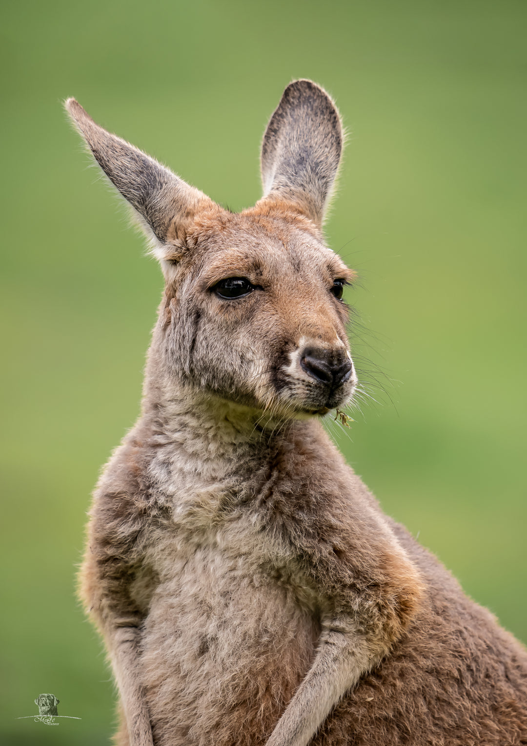 Kangaroo Portrait