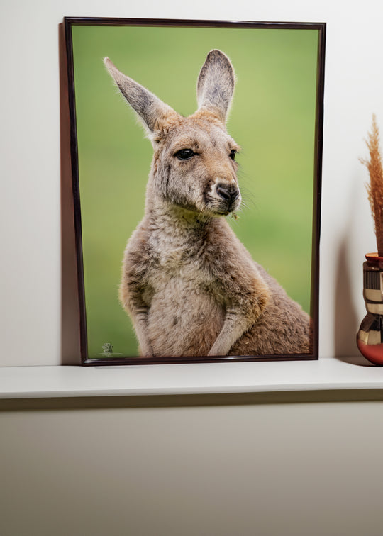 Kangaroo Portrait