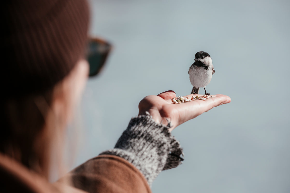 Ein Vogel auf einer ausgestreckten Hand