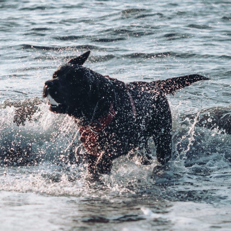 Hund läuft durch Wasser – Outdoor-Hundefotografie, die natürliche Bewegungen einfängt.